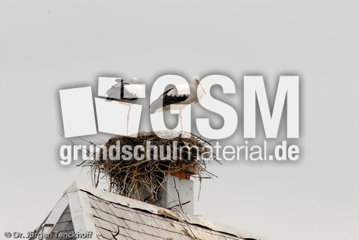 Weißstorch (12 von 20).jpg